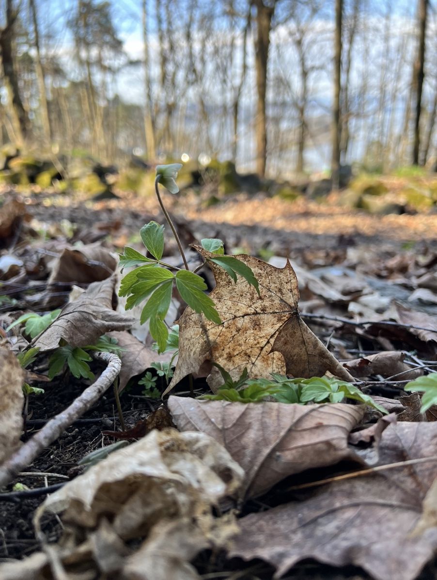 en liten plante som vokste i en haug med steiner en liten plante som vokste i en haug med steiner
